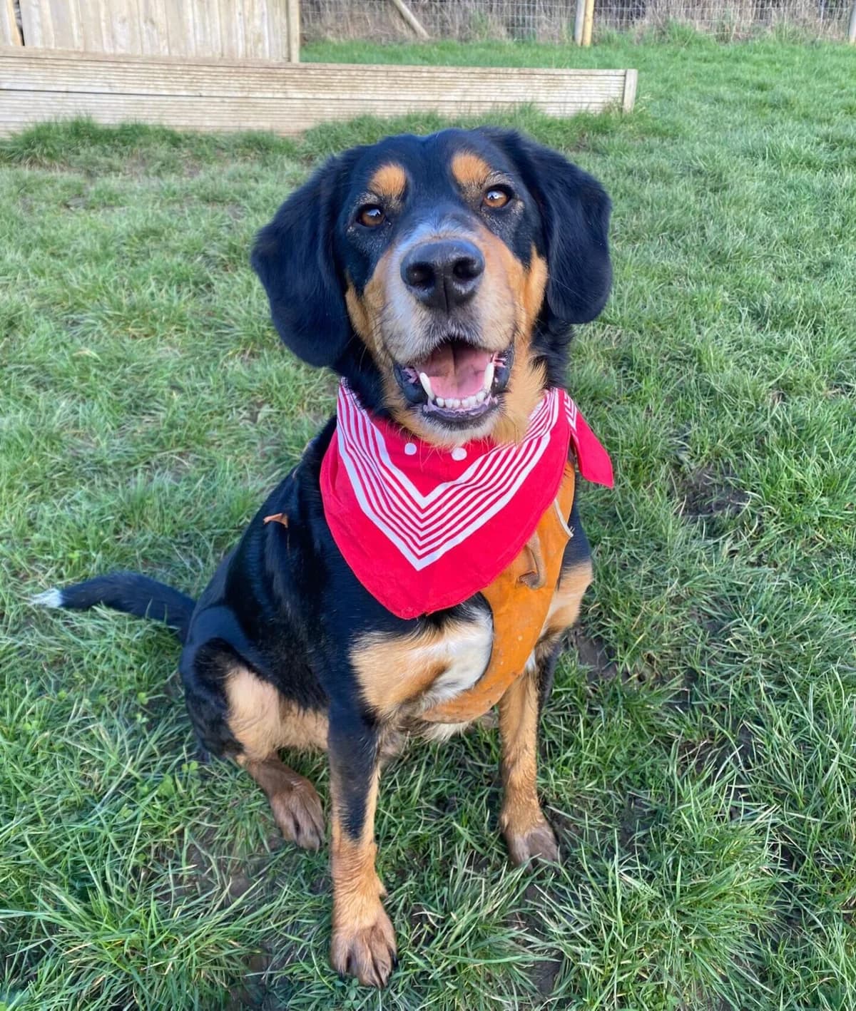 Bruce, female 5yo Rottweiler for adoption at All Dogs Matter, London