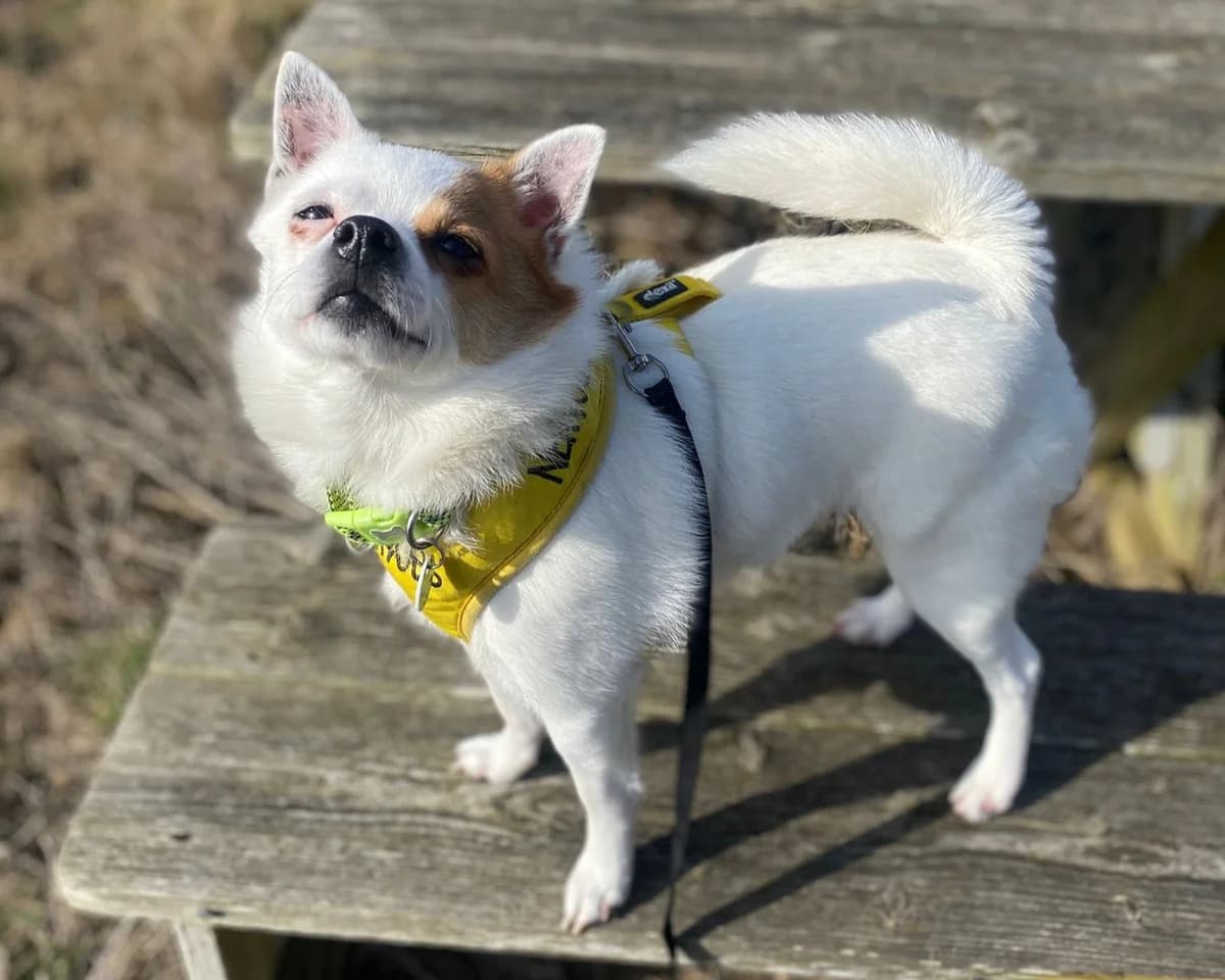 Bruno, male 3yo Mixed Breed for adoption at Woodgreen Pets Charity