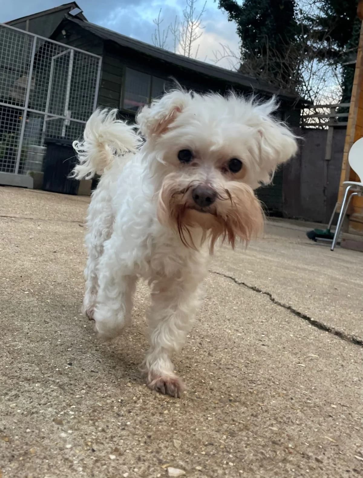 Brussel, female 4yo mixed breed for adoption at All Dogs Matter, London