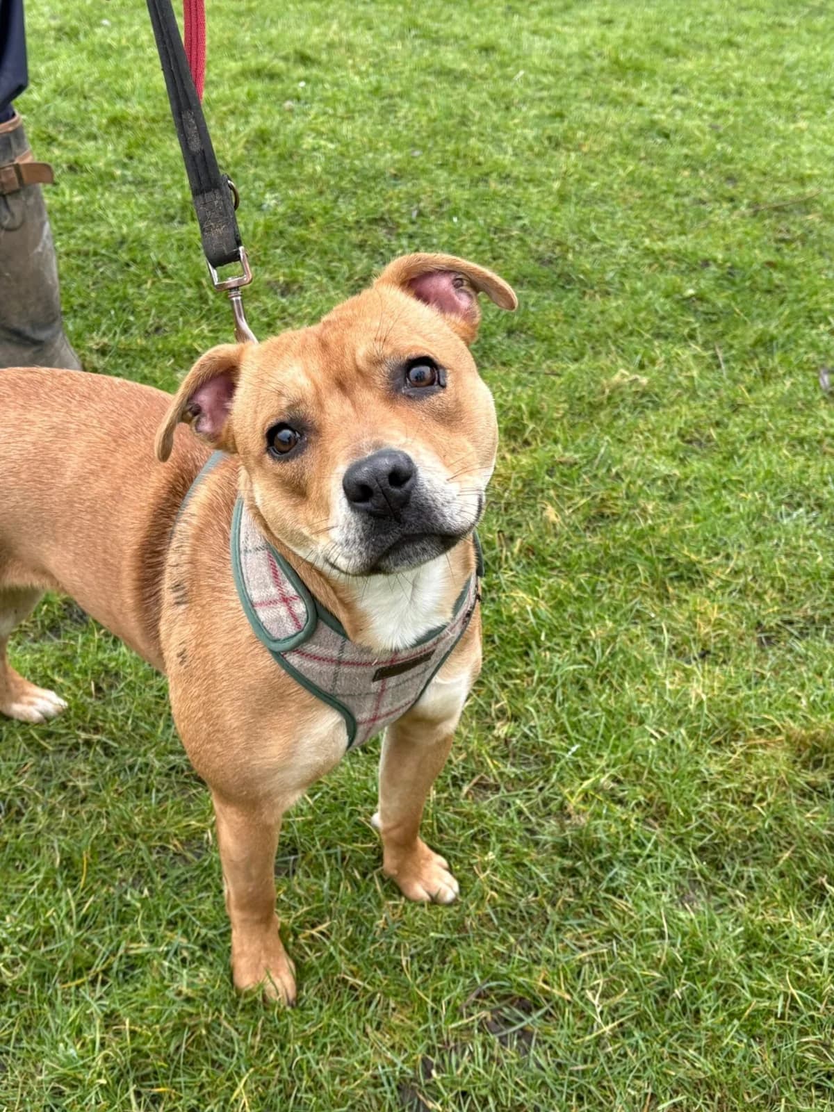 Bryony,  (All Dogs Matter)