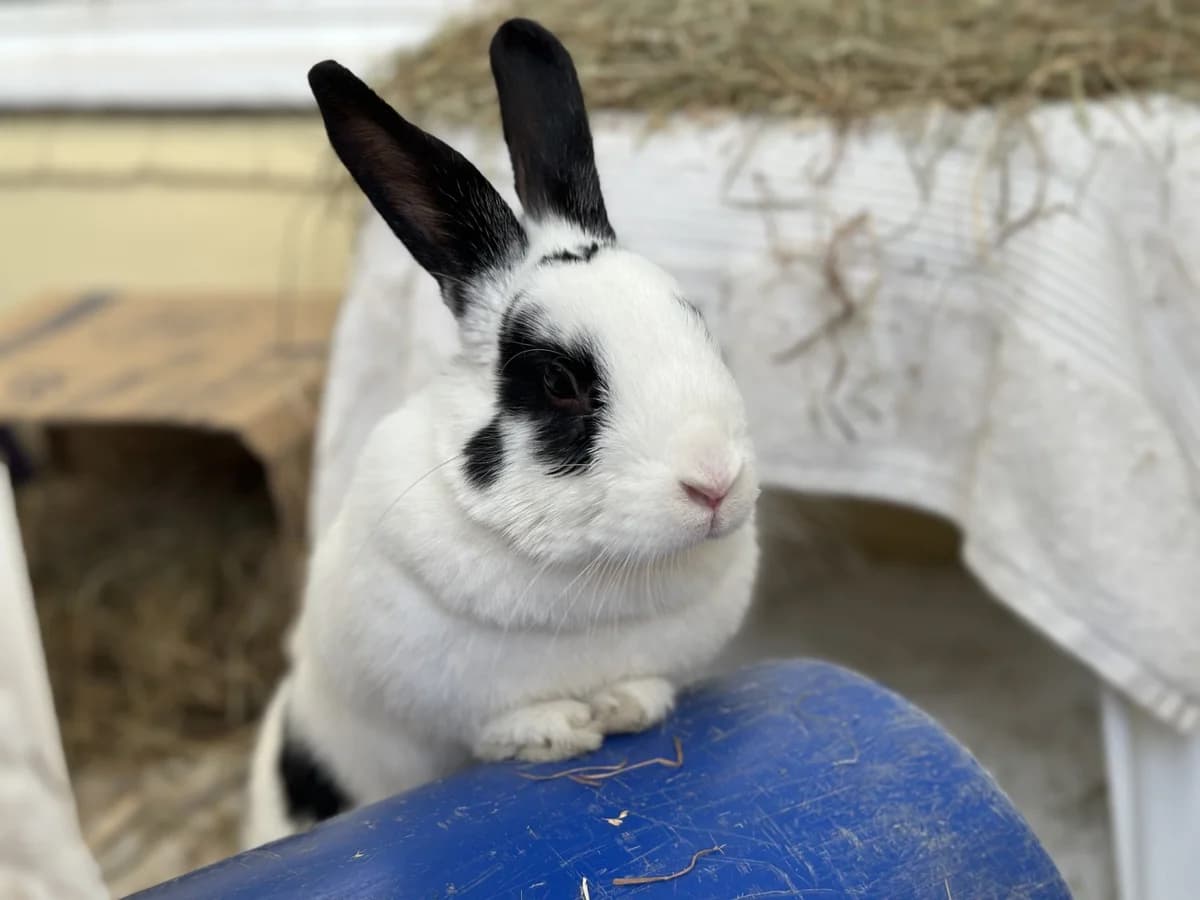 Buccaneer, female young mixed breed for adoption at Woodgreen Pets Charity