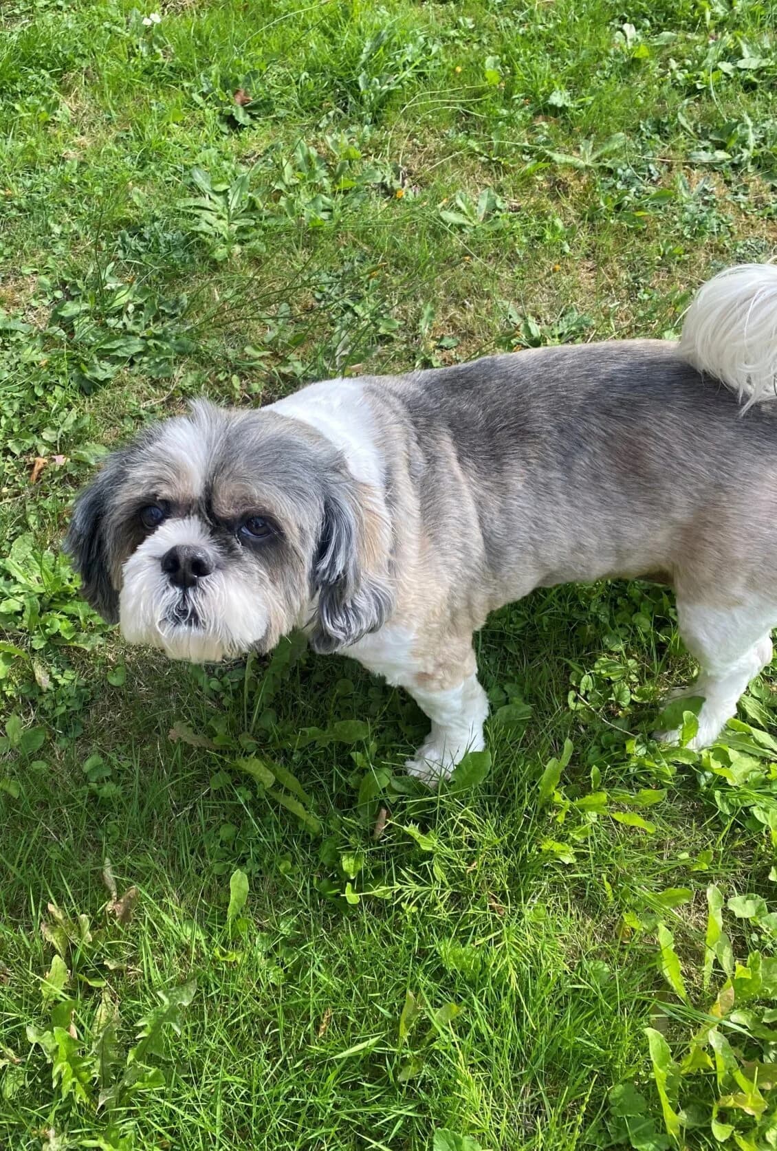 Buddy,  (All Dogs Matter)