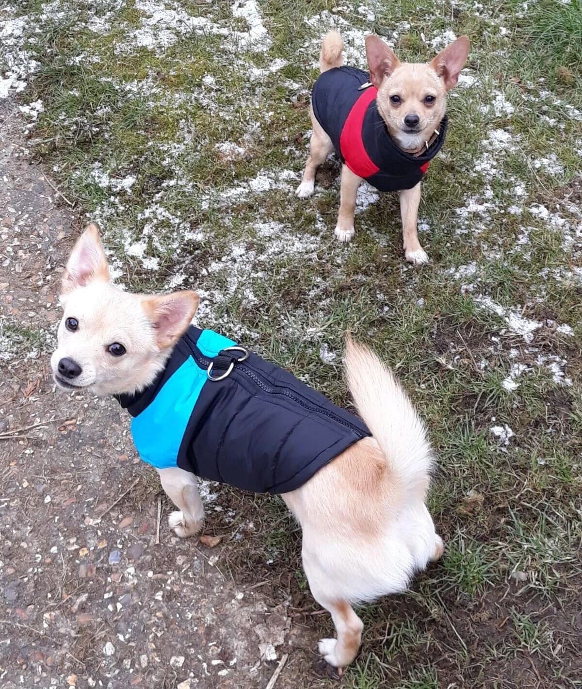Buddy & Darla,  (All Dogs Matter)