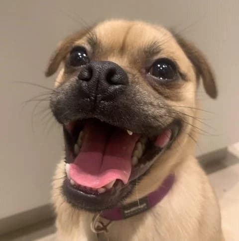 Bug, female young mixed breed for adoption at All Dogs Matter, London