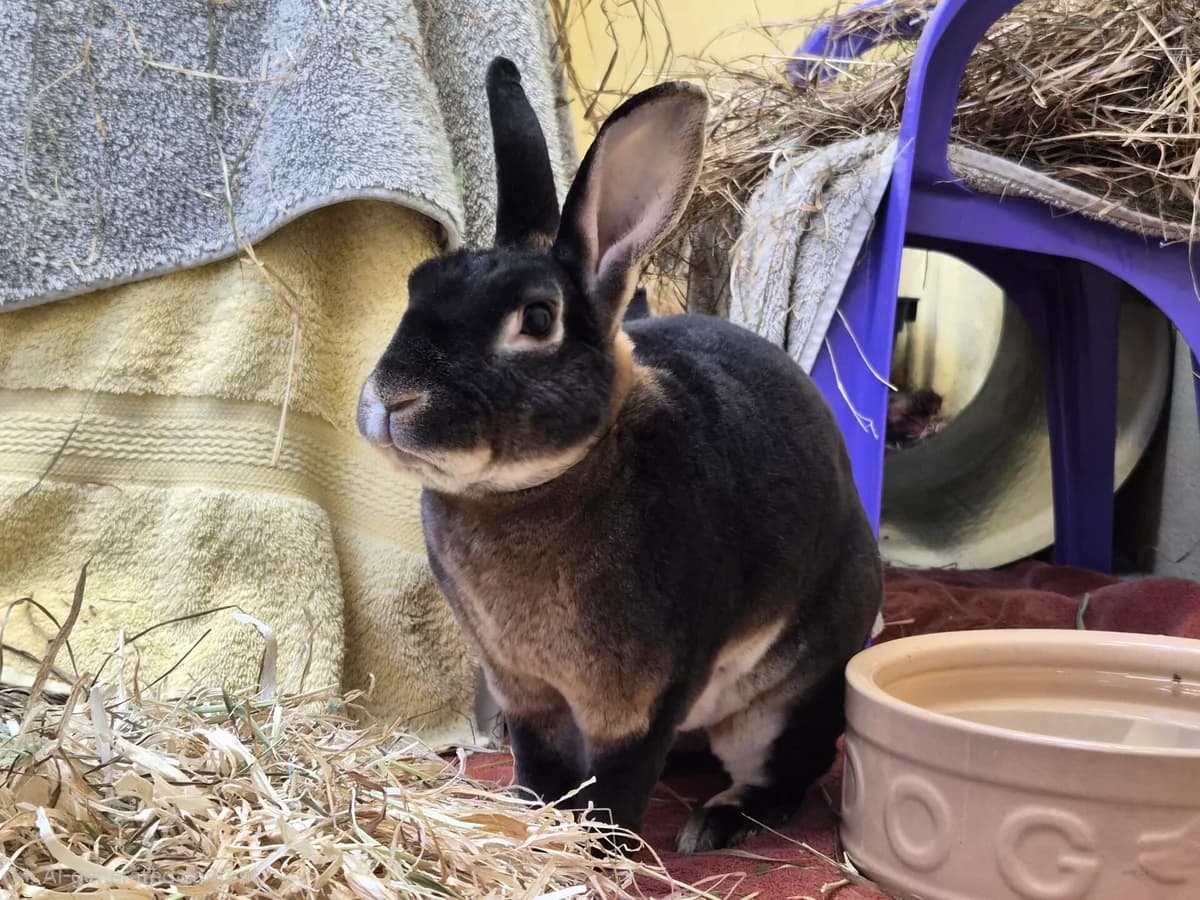 Bugsy,  (Woodgreen Pets Charity)