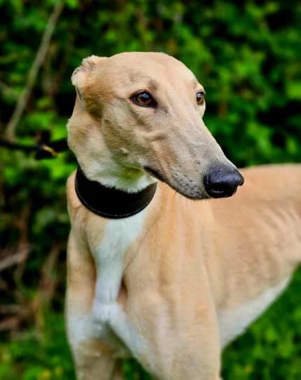Bunny, female senior Mixed Breed for adoption at Freshfields Animal Rescue, Liverpool