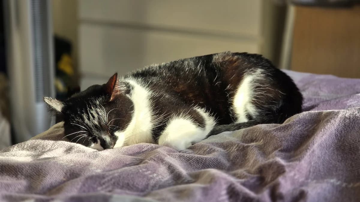 Bunny, female Mixed Breed for adoption at Freshfields Animal Rescue, Liverpool photo 3