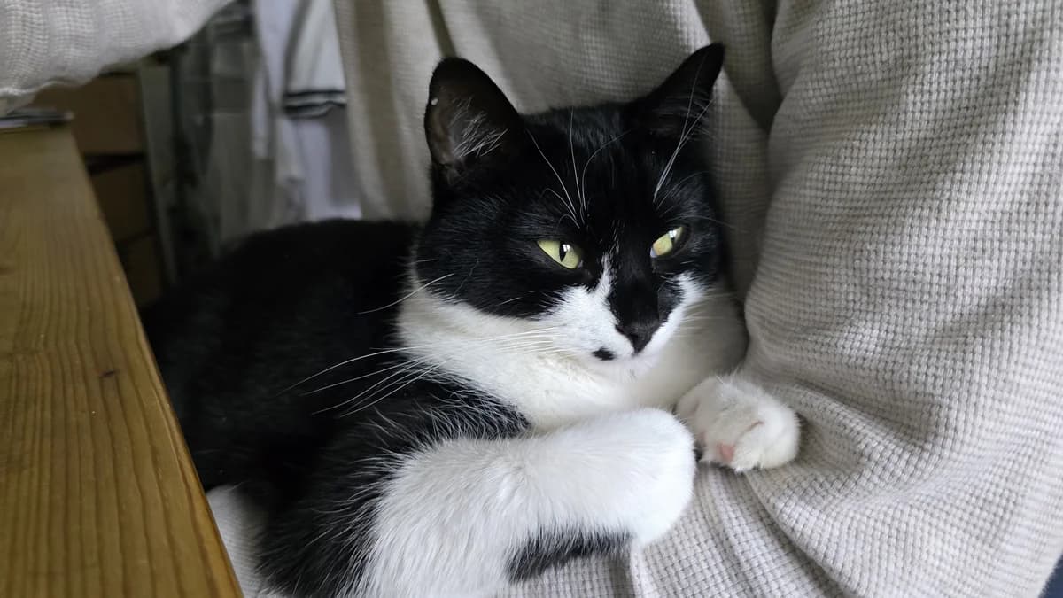 Bunny, female Mixed Breed for adoption at Freshfields Animal Rescue, Liverpool photo 4