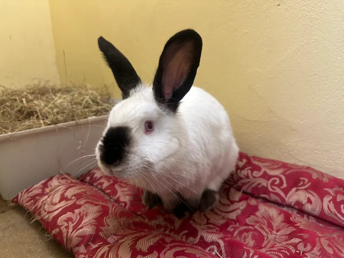 Bunting, male young mixed breed for adoption at Woodgreen Pets Charity