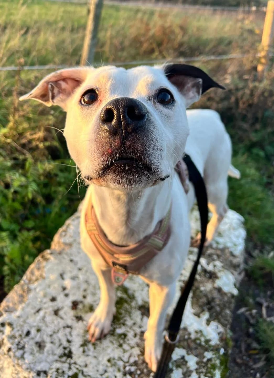Byron,  (All Dogs Matter)