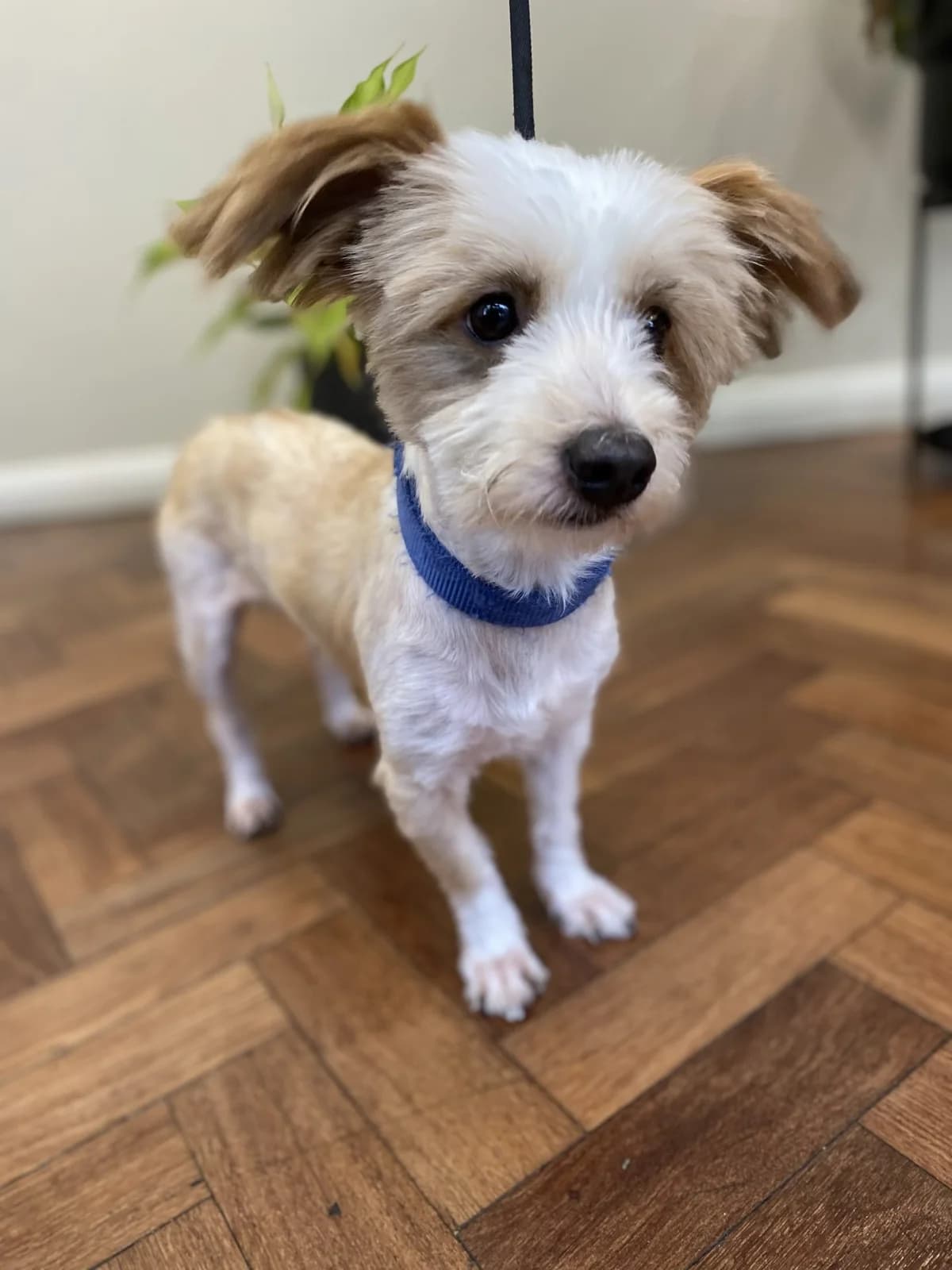 Caesar,  (All Dogs Matter)