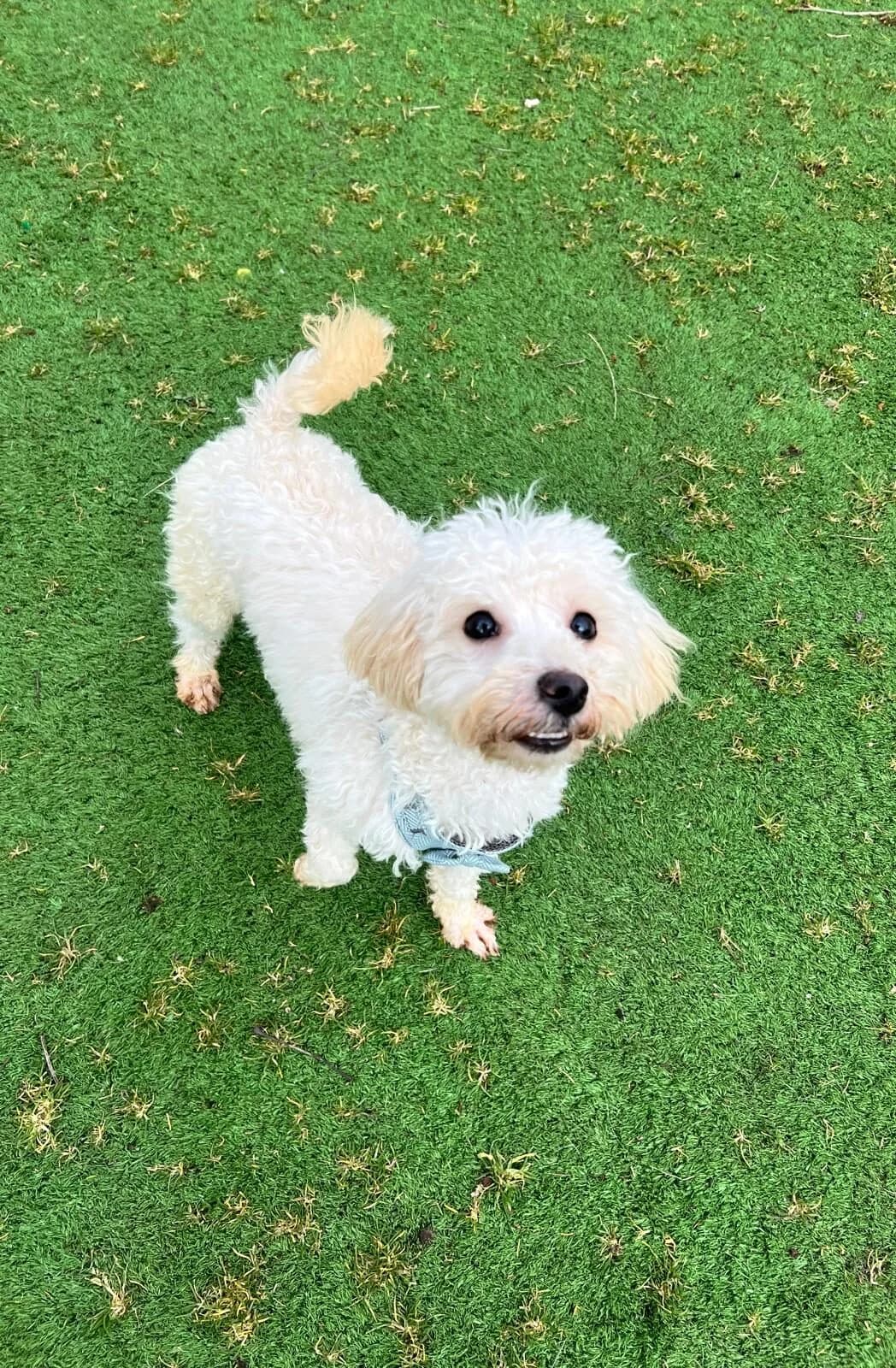 Cait,  (All Dogs Matter)