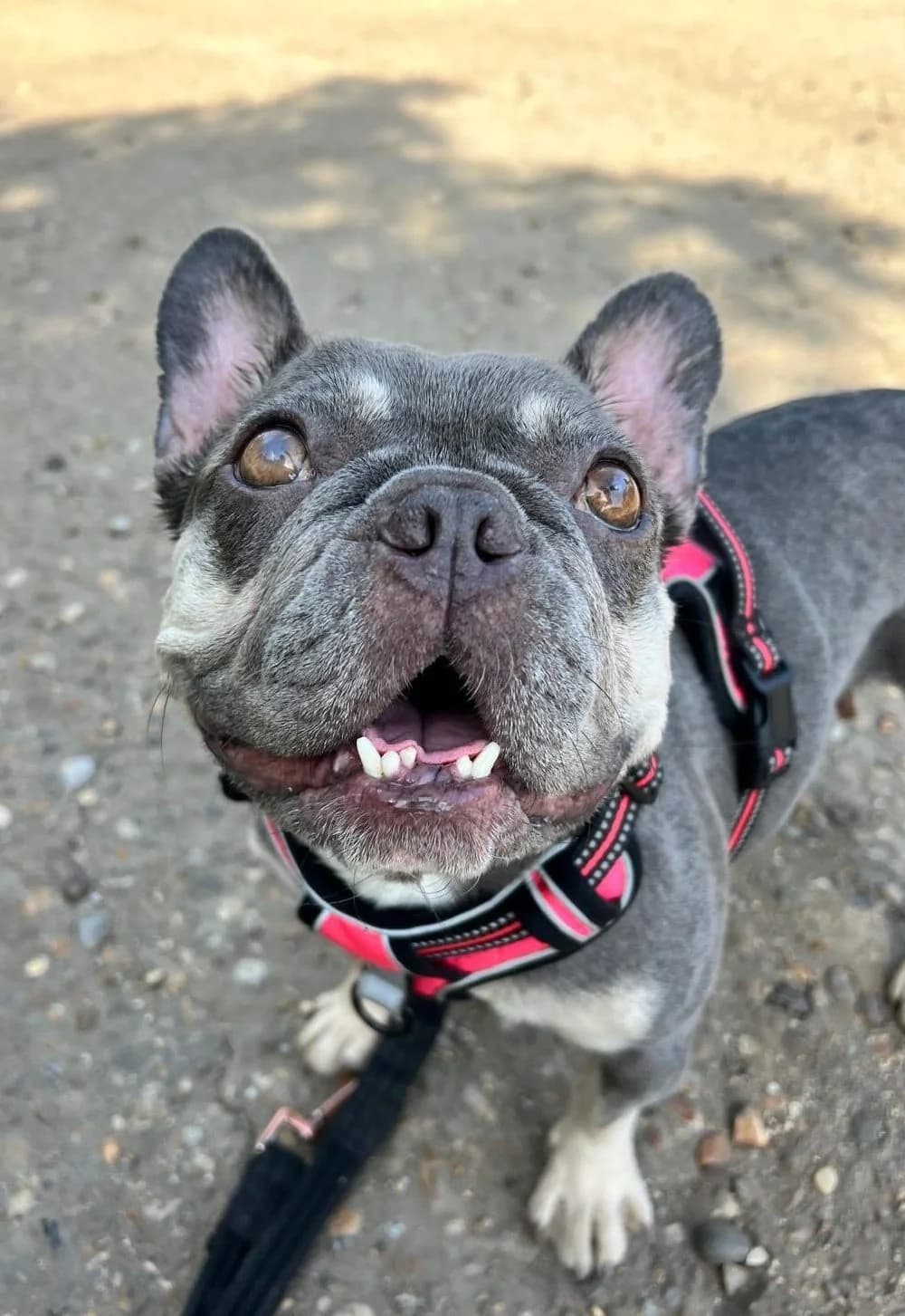 Cali,  (All Dogs Matter)