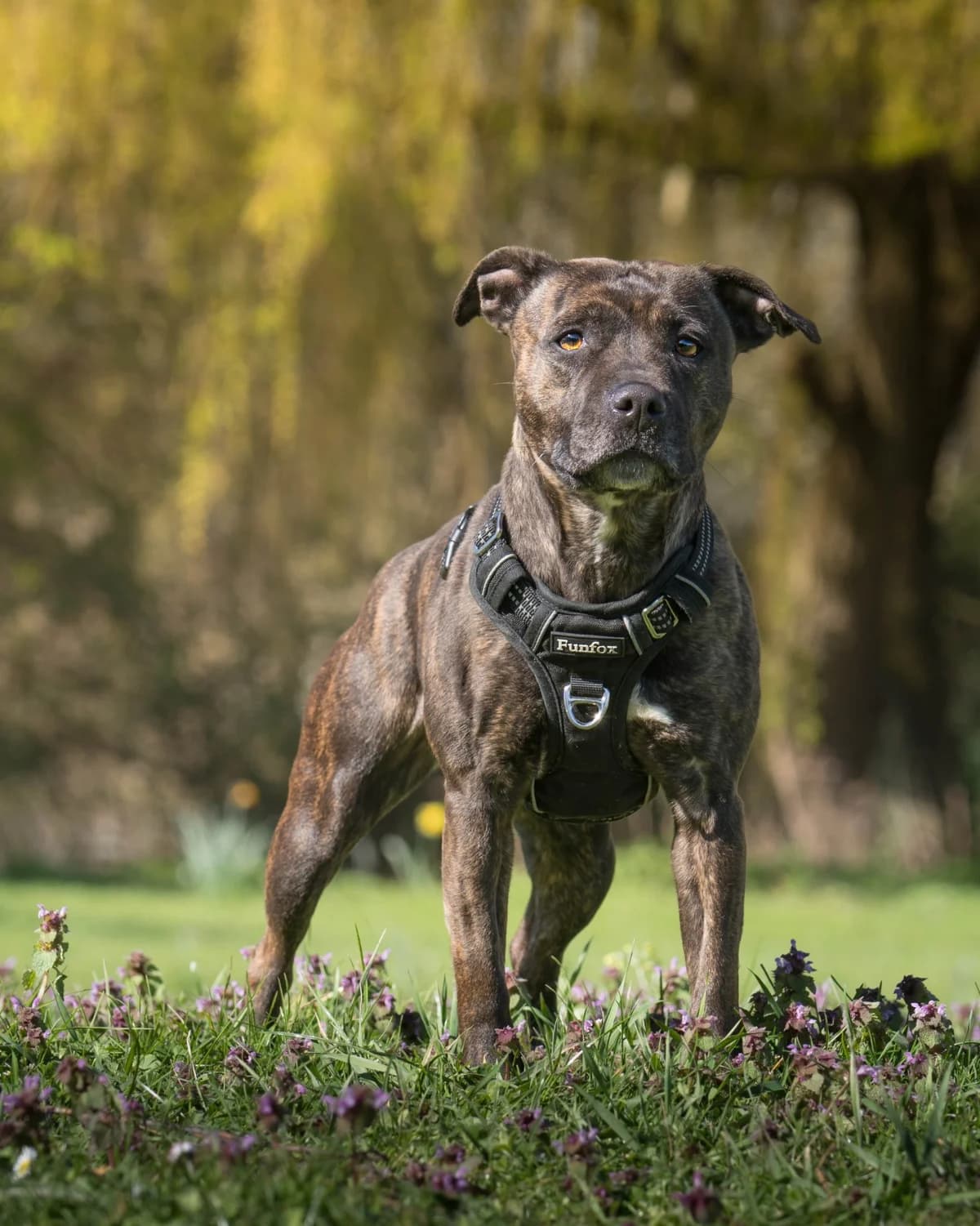 Candie, female 4yo Staffordshire Bull Terrier for adoption at All Dogs Matter, London