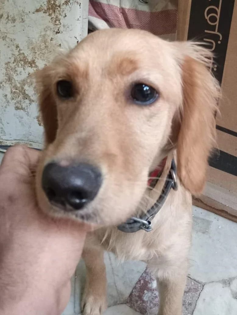 Candy,  (All Dogs Matter)