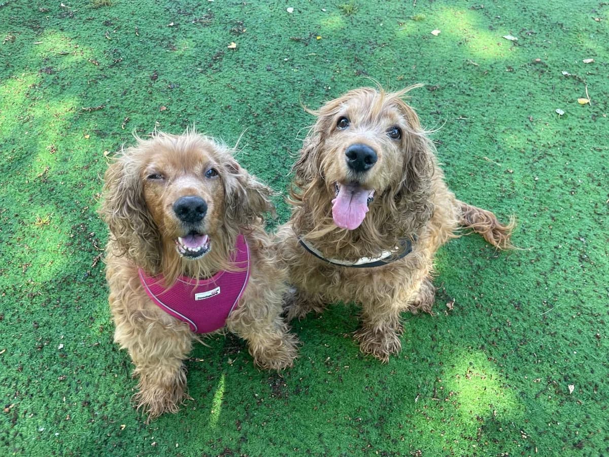 Cara and Mella,  (All Dogs Matter)