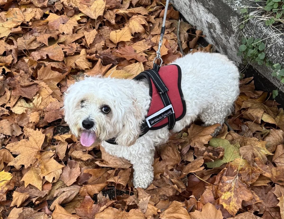 Caramel,  (All Dogs Matter)