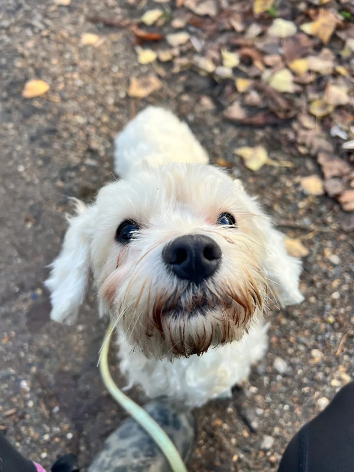 Casper,  (All Dogs Matter)
