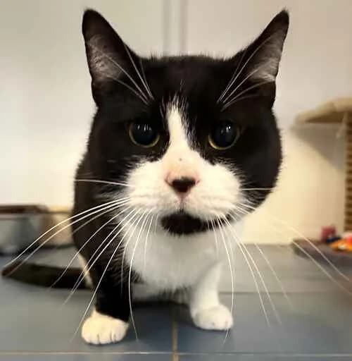 Cotton, male mixed breed for adoption at Last Chance Animal Rescue, Edenbridge