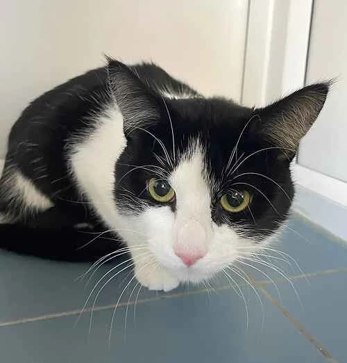 Milo, male mixed breed for adoption at Last Chance Animal Rescue, Edenbridge