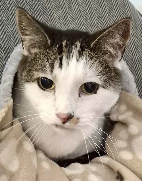 Gutsy & Speedy,  mixed breed for adoption at Last Chance Animal Rescue, Edenbridge