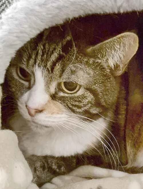 Gutsy & Speedy, grey tabby  mixed breed for adoption at Last Chance Animal Rescue, Edenbridge — photo 2 of 2