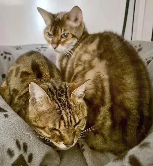 Mopsa & Snowey,  Bengal for adoption at Last Chance Animal Rescue, Edenbridge