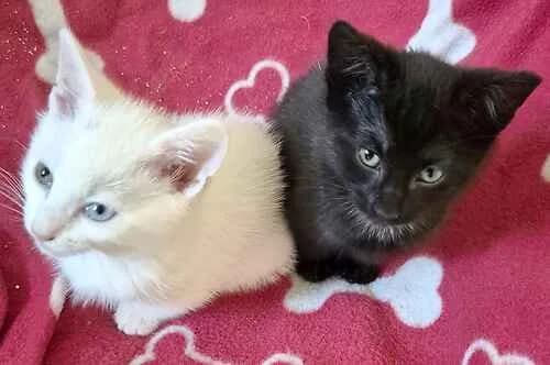 Sugar & Caramel, female mixed breed for adoption at Last Chance Animal Rescue, Edenbridge