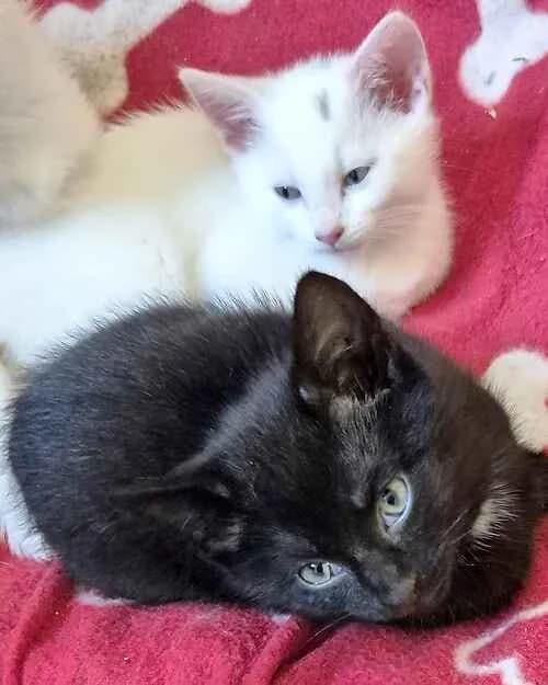 Crystal & Chocolate, female mixed breed for adoption at Last Chance Animal Rescue, Edenbridge