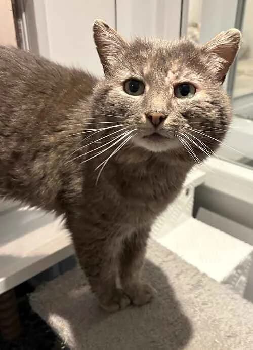 Joe,  mixed breed for adoption at Last Chance Animal Rescue, Edenbridge