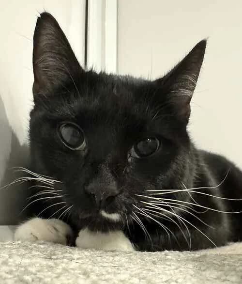 Bob, male mixed breed for adoption at Last Chance Animal Rescue, Edenbridge