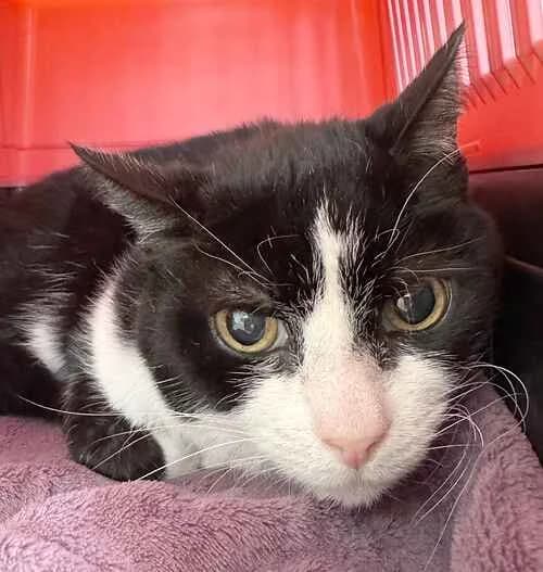 Rasputin, male mixed breed for adoption at Last Chance Animal Rescue, Edenbridge