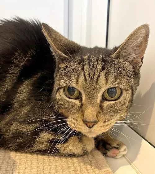 Maggie and Pepper,  mixed breed for adoption at Last Chance Animal Rescue, Edenbridge