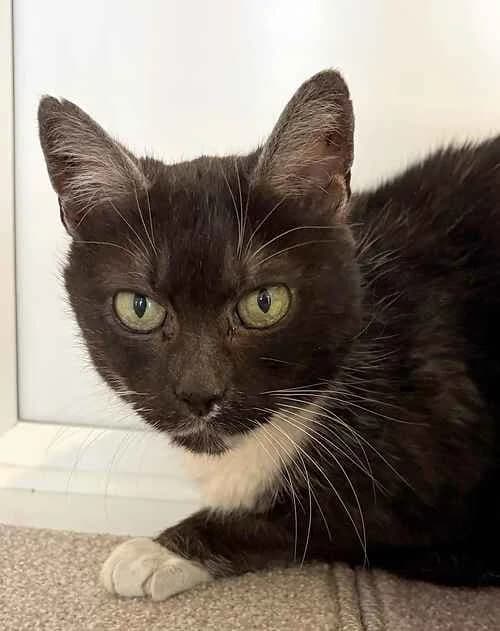 Maggie and Pepper, brown tabby  mixed breed for adoption at Last Chance Animal Rescue, Edenbridge — photo 2 of 2