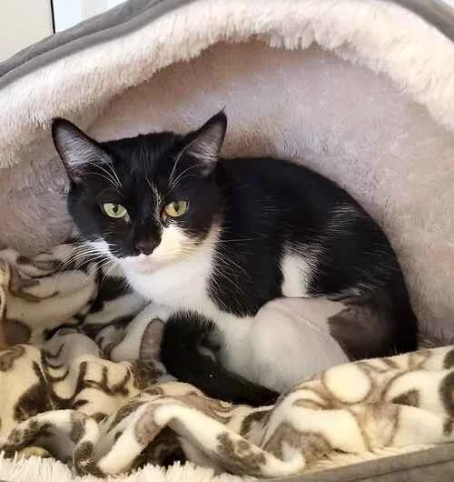 Marie, female mixed breed for adoption at Last Chance Animal Rescue, Edenbridge