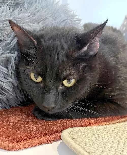 Ollie and Leo, tabby male mixed breed for adoption at Last Chance Animal Rescue, Edenbridge — photo 2 of 2