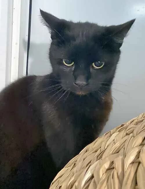 Shadow, male mixed breed for adoption at Last Chance Animal Rescue, Edenbridge