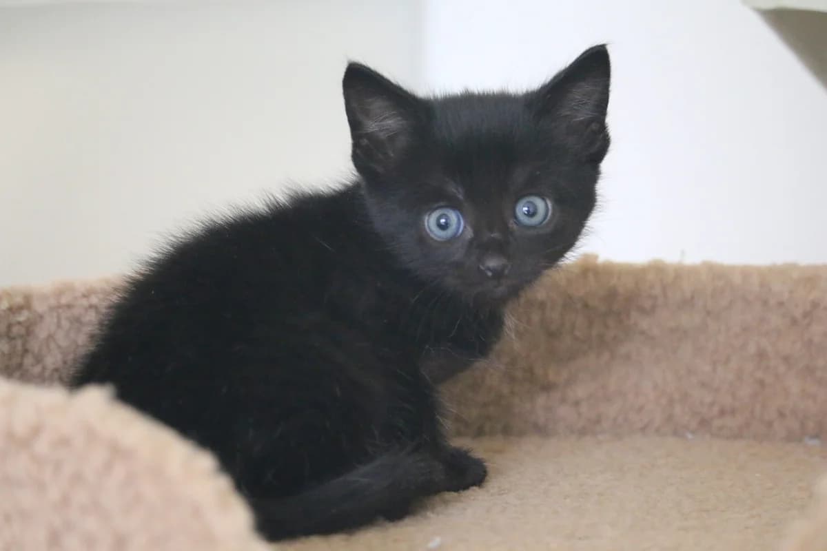 Kitten: Davy, male puppy Mixed Breed for adoption at Ashbourne & District Animal Welfare Society