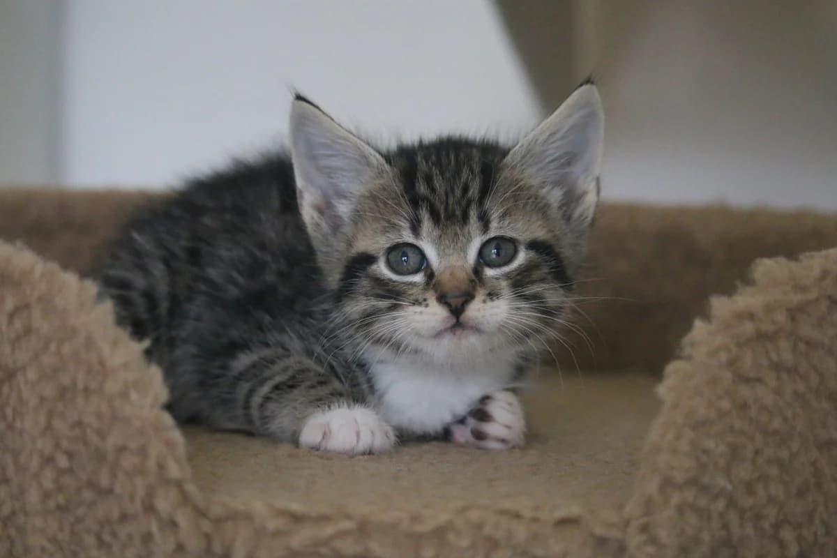 Kitten: Denny, male puppy Mixed Breed for adoption at Ashbourne & District Animal Welfare Society