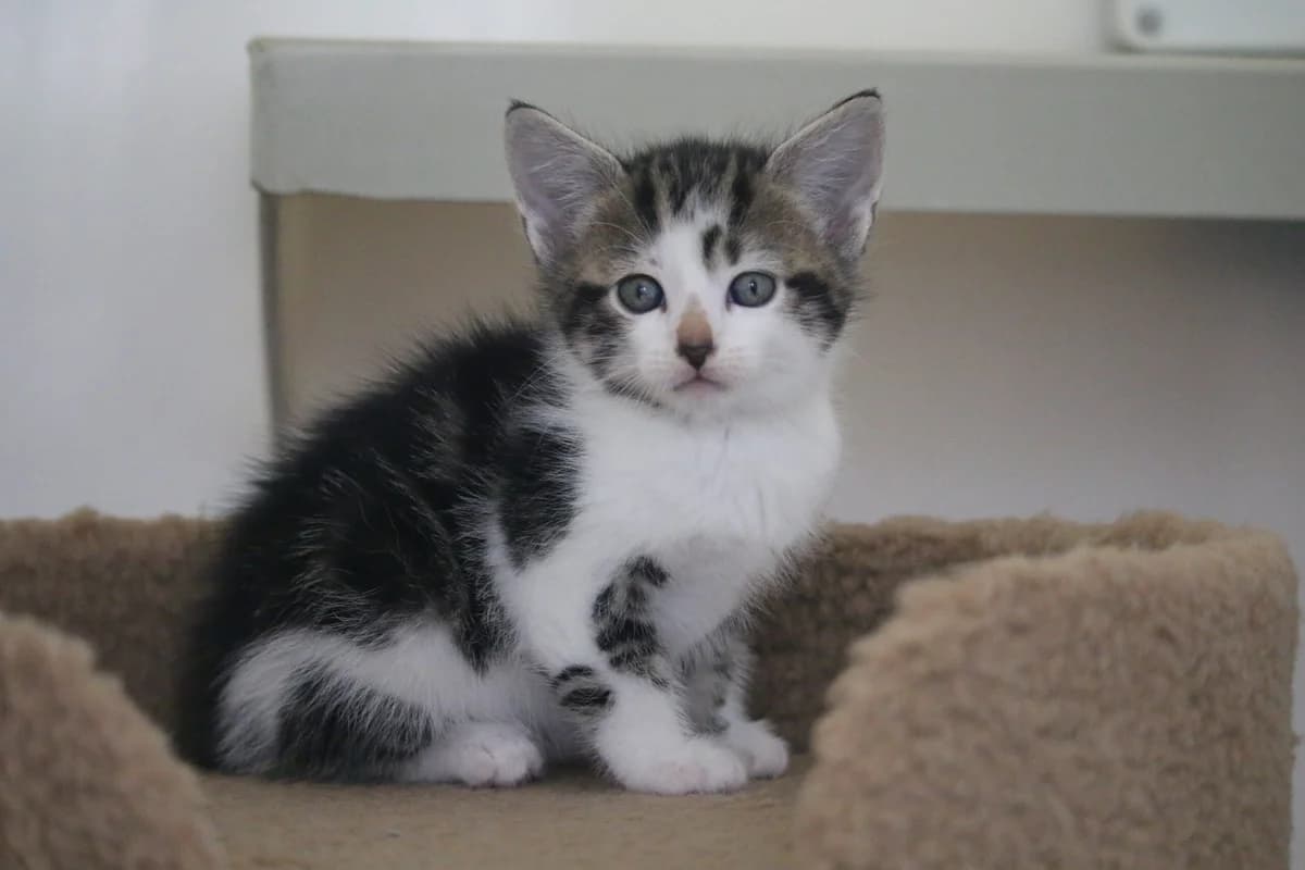 Kitten: Dewie, male puppy Mixed Breed for adoption at Ashbourne & District Animal Welfare Society