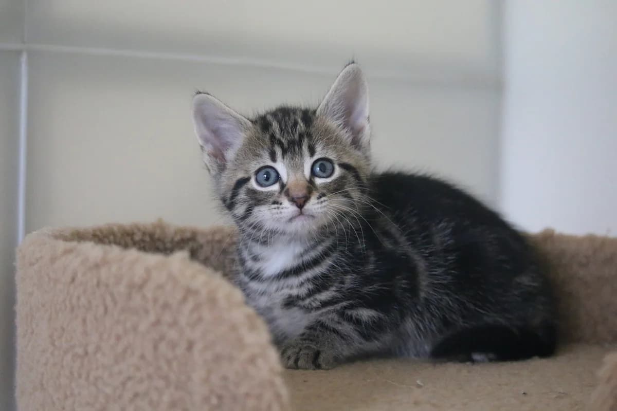 Kitten: Dickie, male puppy Mixed Breed for adoption at Ashbourne & District Animal Welfare Society