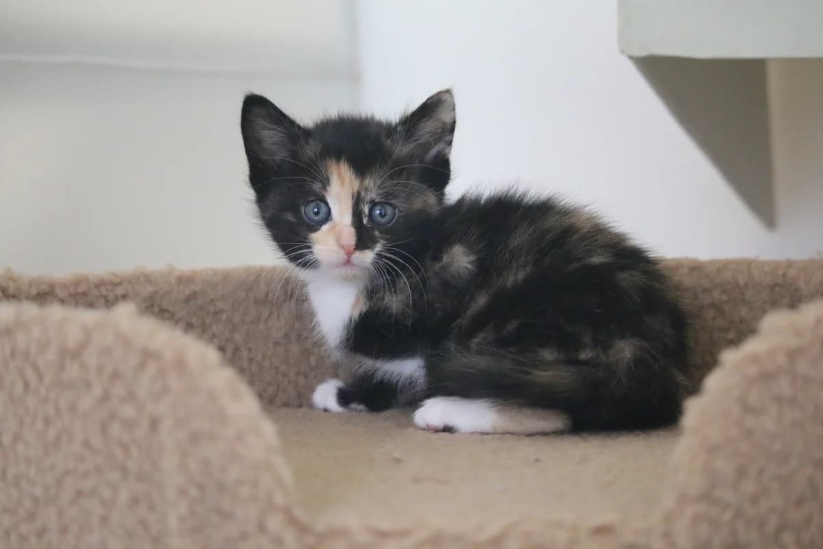 Kitten: Dolly, female puppy Mixed Breed for adoption at Ashbourne & District Animal Welfare Society