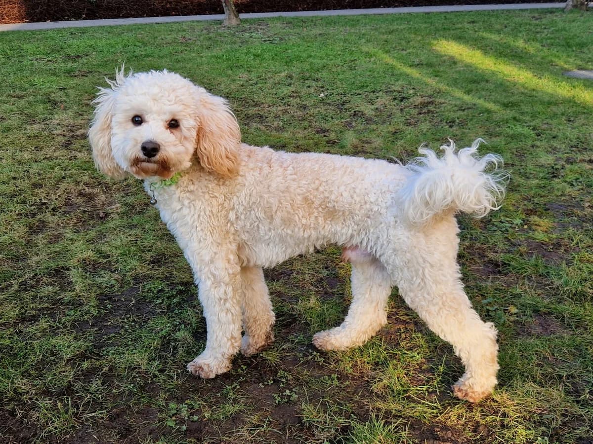 Cavey,  (All Dogs Matter)