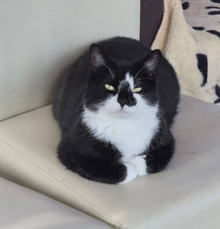 Chantelle, female 5yo Mixed Breed for adoption at Freshfields Animal Rescue, Liverpool