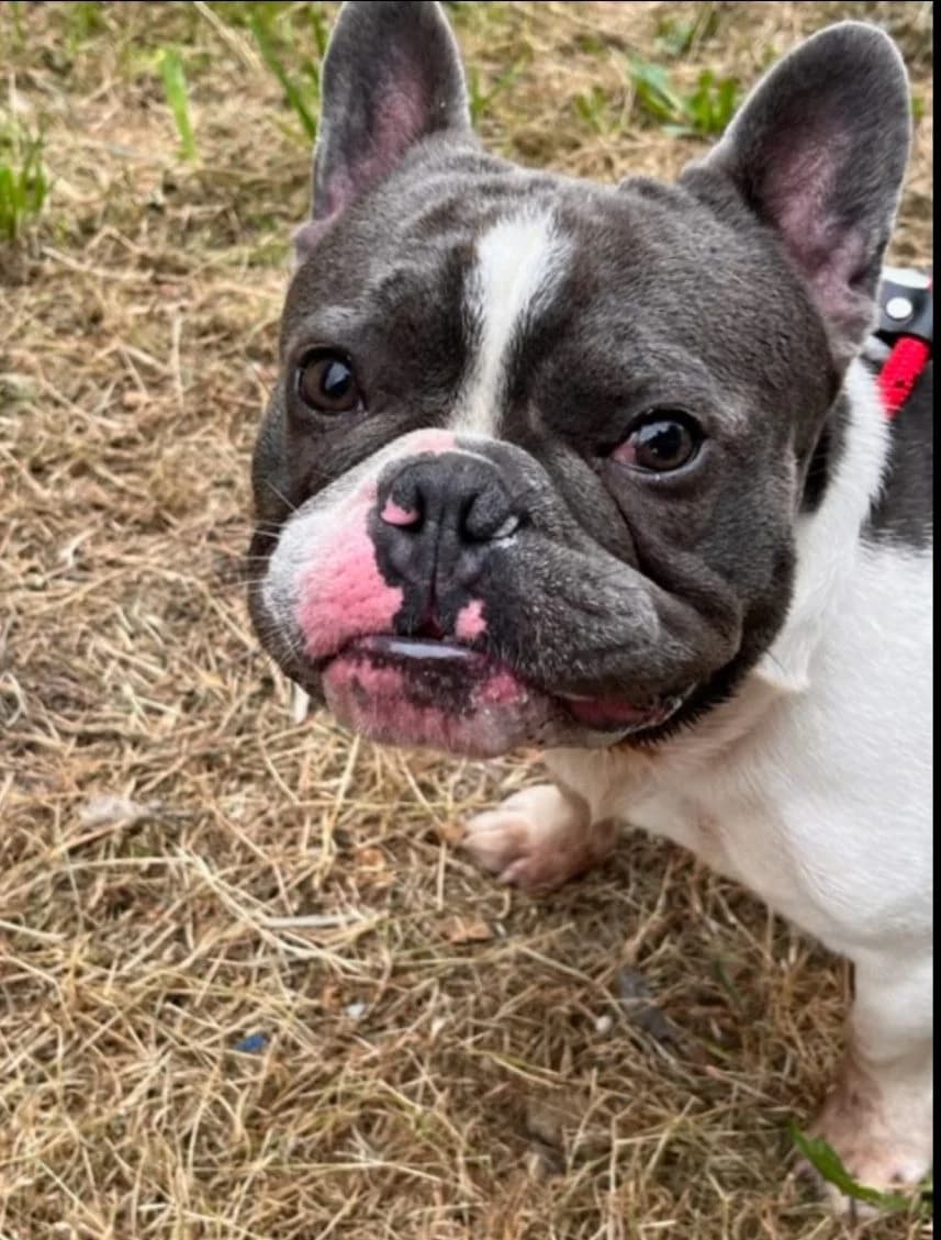 Charlie,  (Dunaújváros Ebrendészeti Telep)