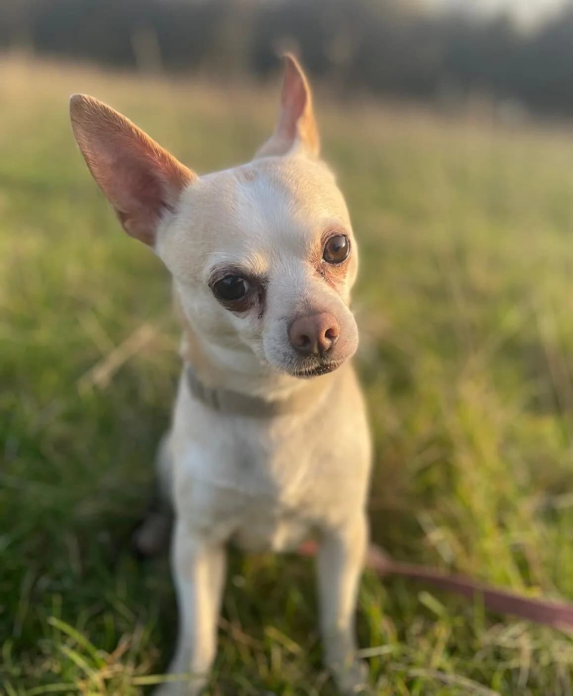 Charlie, female 4yo Chihuahua for adoption at All Dogs Matter, London