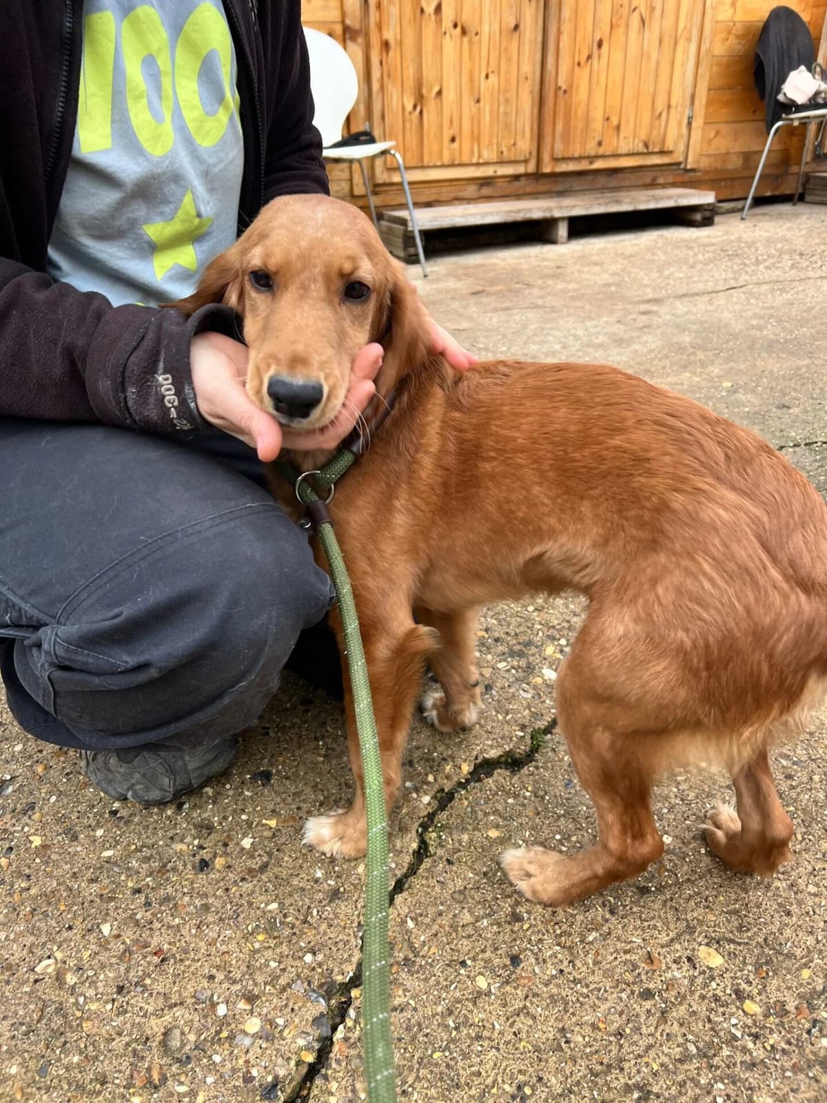 Cheeto,  (All Dogs Matter)