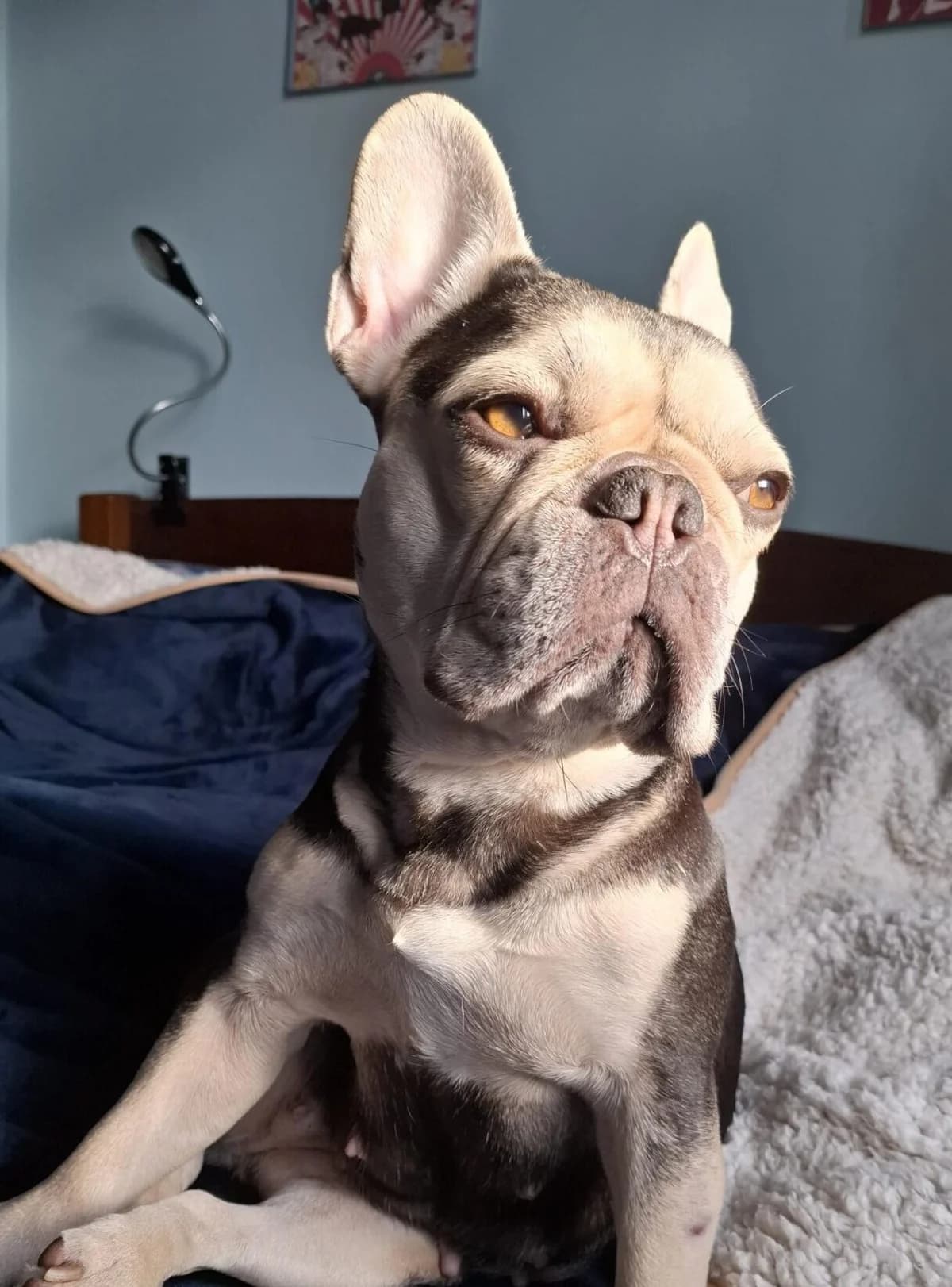 Cheryl,  (All Dogs Matter)