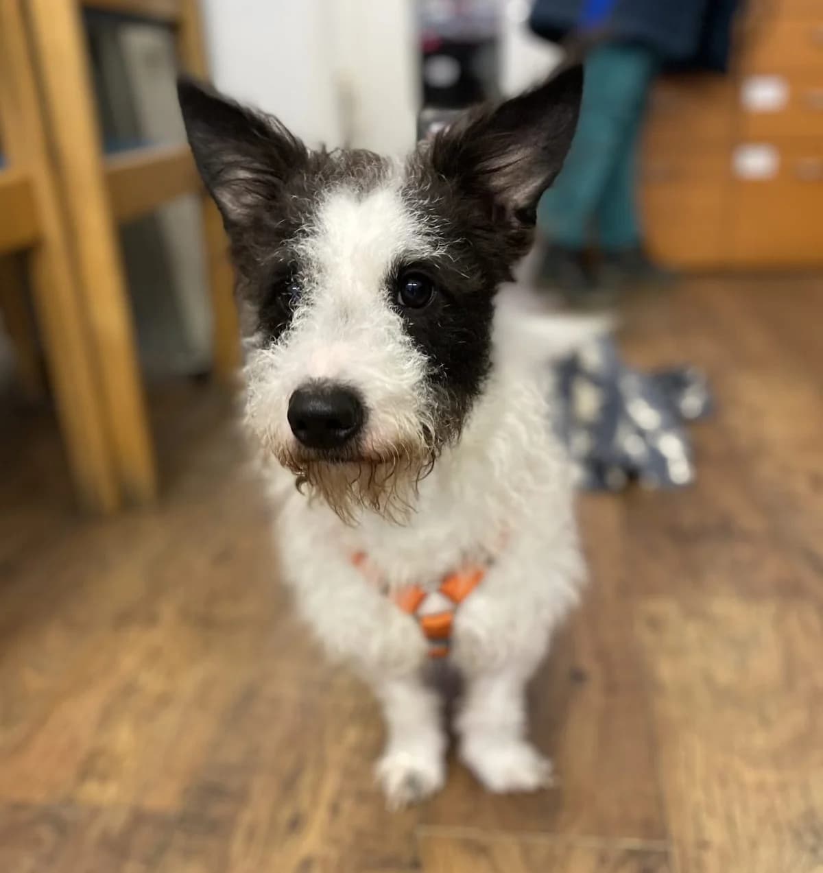 Chester,  (All Dogs Matter)