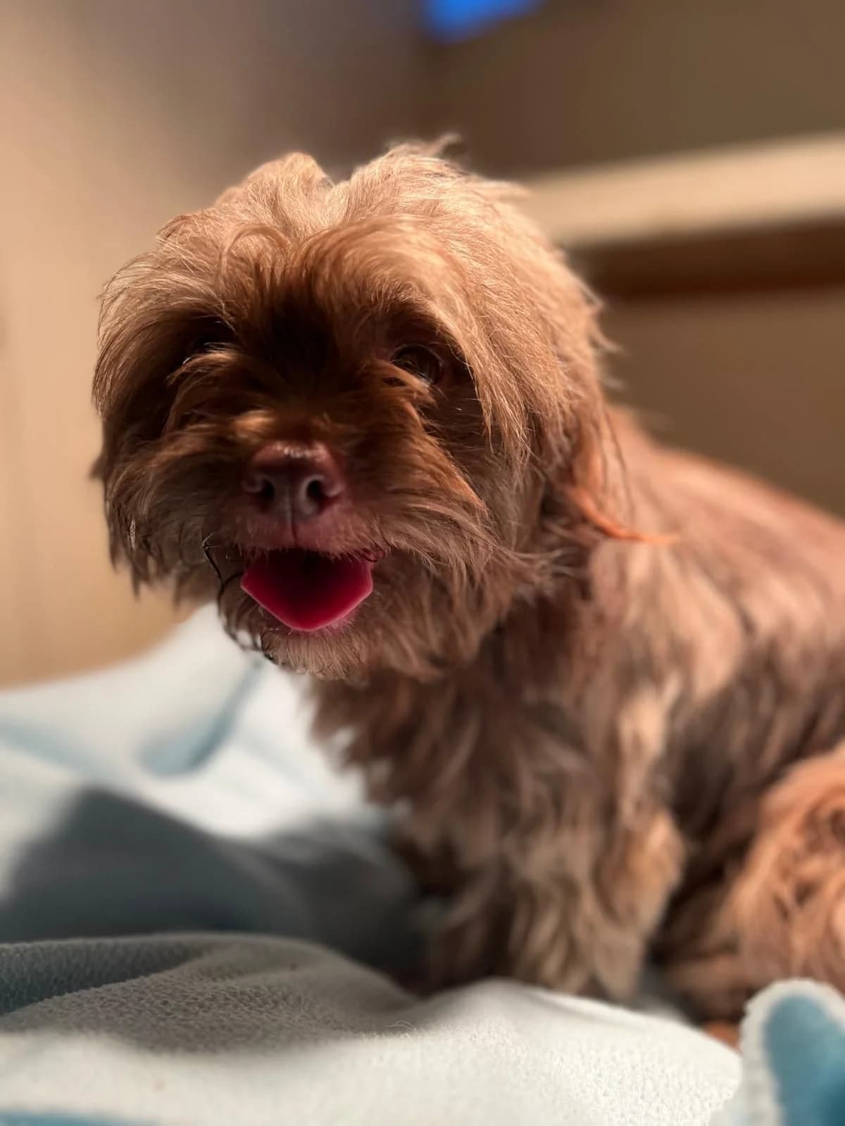 Chewie, male 5yo Pomeranian for adoption at Dogs First Animal Rescue